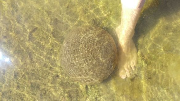 Huh? Buitenaards leven gespot in Nederlands water! Weet jij wat dit is?