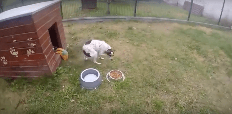 VIDEO: deze hond leefde opgesloten in een kooi, moet je haar zien als ze voor het eerst gras onder haar pootjes voelt...!