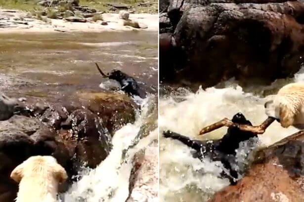 Dit is echt te schattig! Zijn vriendje dreigt te verdrinken in een kolkende rivier en wat deze hond dan doet..