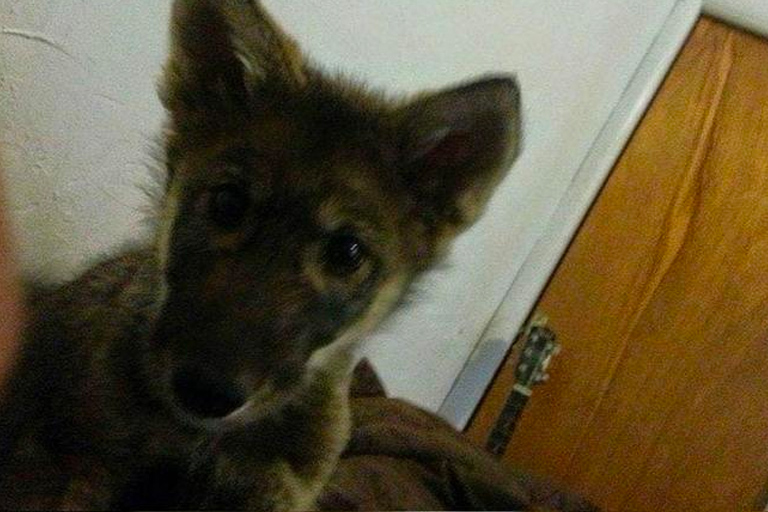 Man neemt schattige "puppy" mee naar huis, dit blijkt een gevaarlijke vergissing