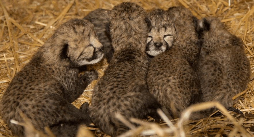 Wat ontzettend bijzonder! Geweldig nieuws voor Burgers Zoo! Dit moet je zien, zo schattig!