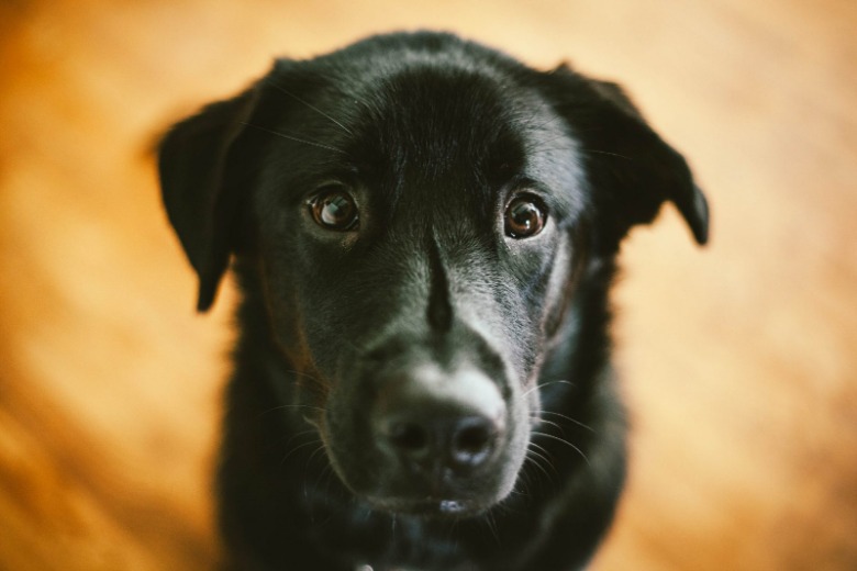 Triest: zwangere hond Jip werd nooit opgehaald uit het hondenpension