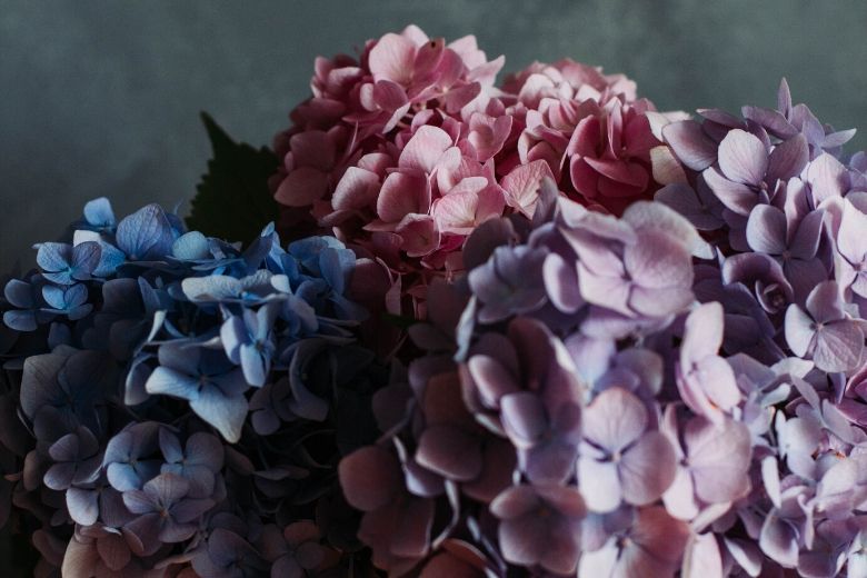 Dit is waarom iedereen een kamerhortensia in huis moet hebben