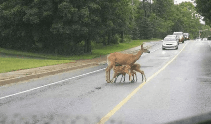 40 Foto’s die bewijzen dat je onderweg echt hele rare dingen tegenkomt