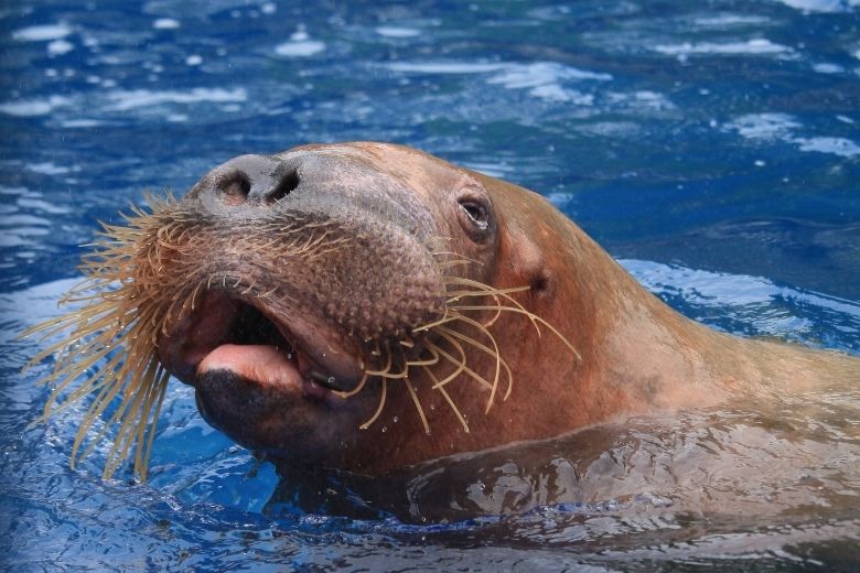 Doden 'zwervende' walrus Freya leidt tot geschokte reacties