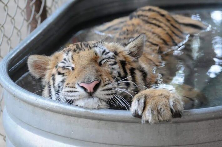 tijger4
