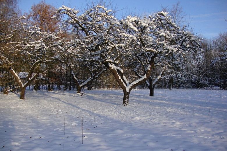 November weet niet wat-ie wil: van 15 graden naar sneeuw in het weekend