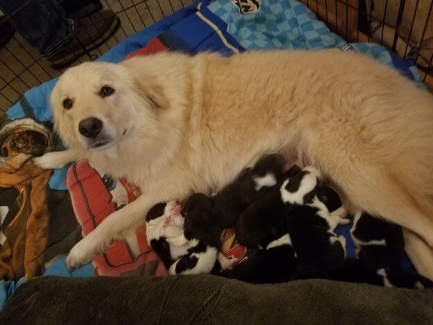 Deze hond is ontroostbaar omdat haar puppy's zijn overleden tijdens een brand, maar wat haar baasjes dan doen..