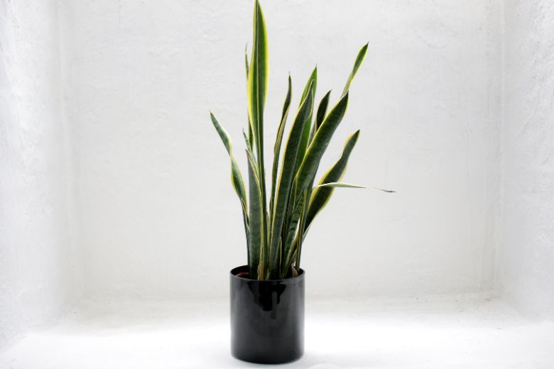 Huh? Koffie blijkt goed te zijn voor je planten
