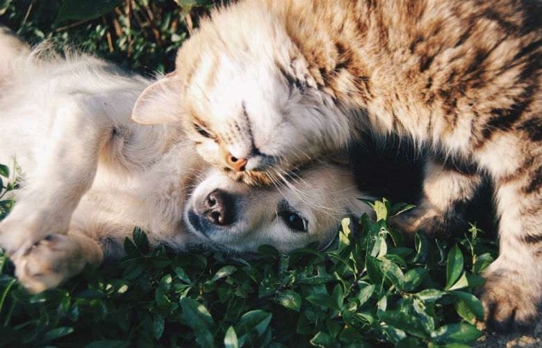 5x de schattigste voor-en-na-foto's van dieren die samen zijn opgegroeid