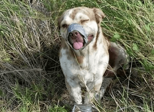 Hartverscheurend: dit hondje werd gedumpt met zijn bek dicht getaped