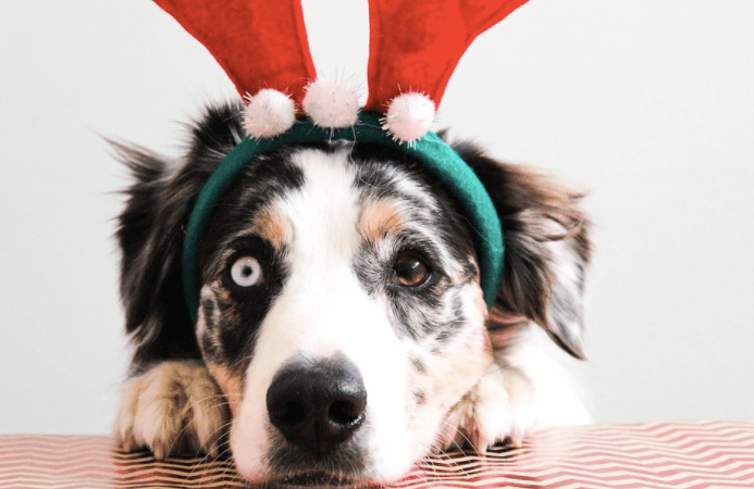 Zo houd jij je huisdier ook tijdens de feestdagen veilig!