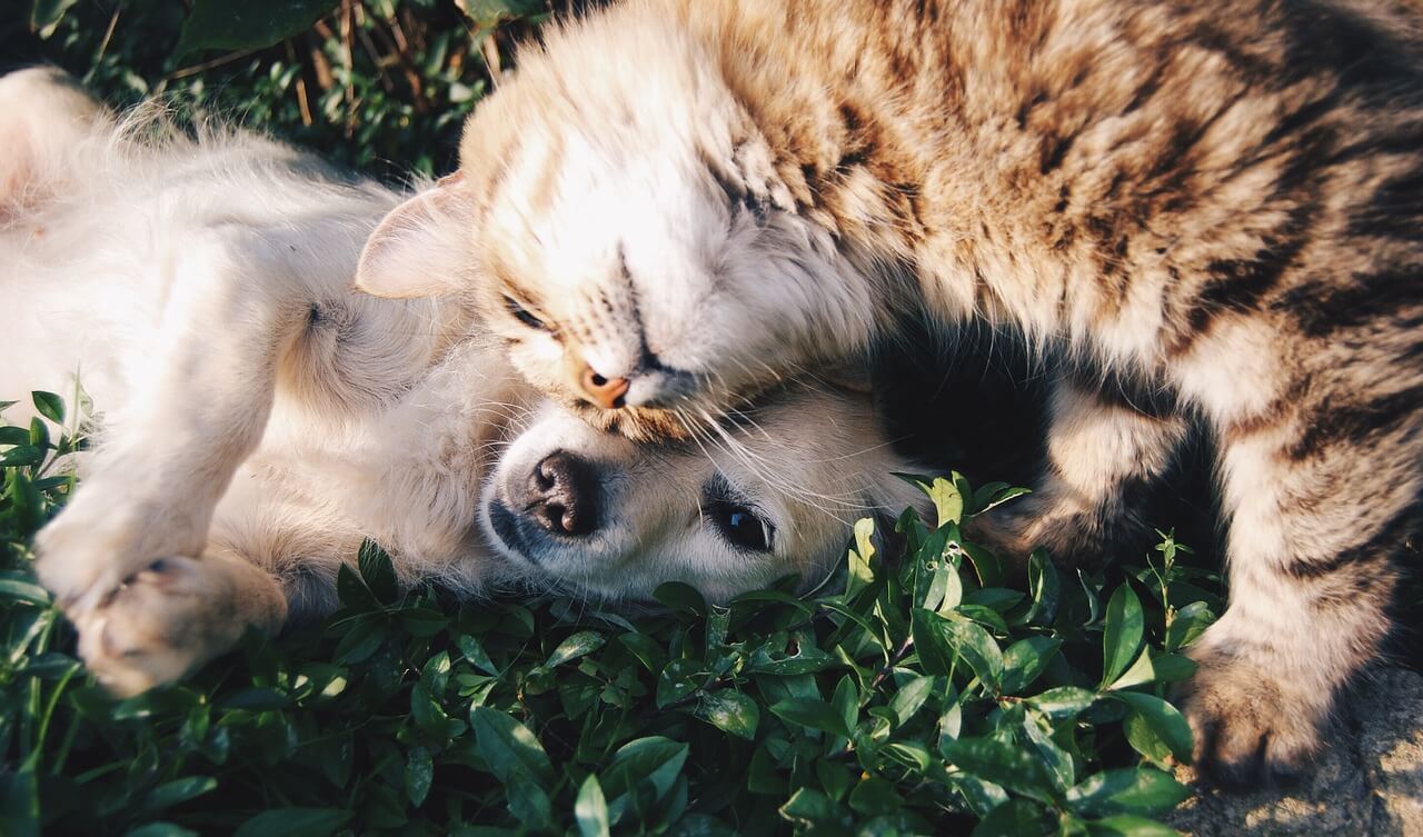 Dít zijn de populairste honden- en kattennamen van 2016