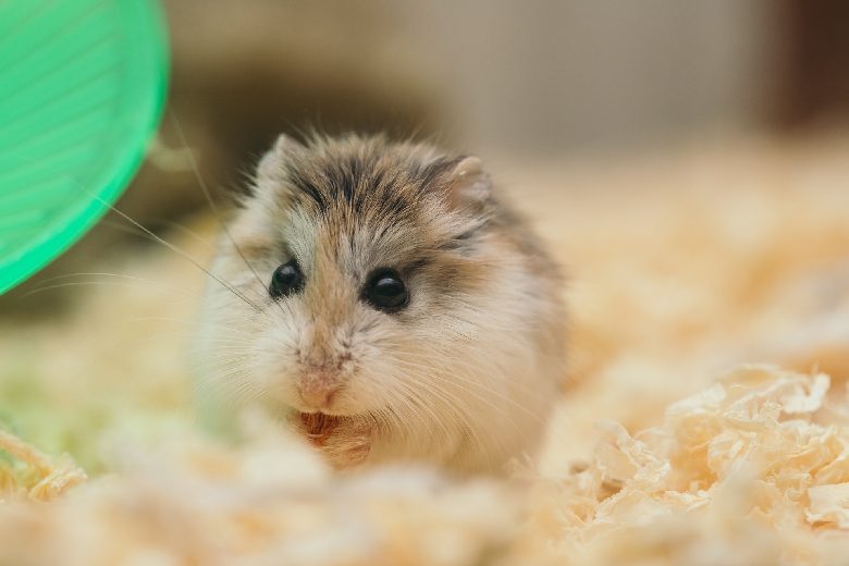 Klein hamstertje bij vuilnis gezet