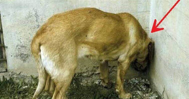 WAARSCHUWING: zie je je hond of kat dit doen? Bel dan onmiddelijk de dierenarts, want het kan DIT betekenen!