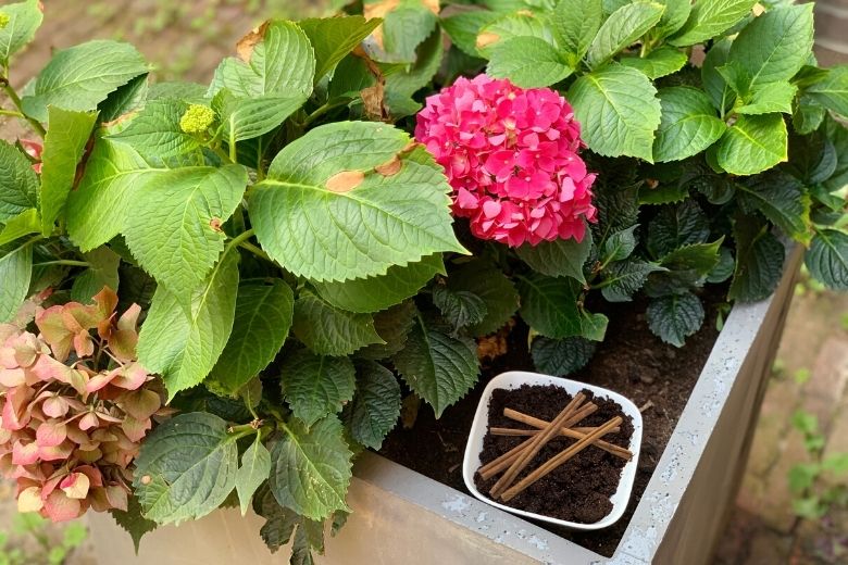 6X Waarom je kaneel in de tuin zou moeten gebruiken