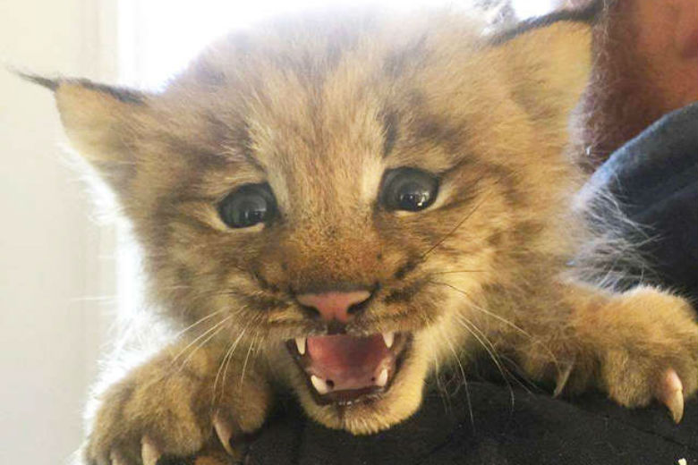 Canadese man vindt kitten, realiseert zich pas later dat het een lynx is
