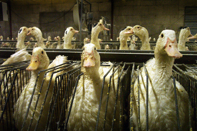 Staat er bij jou misschien ook foie gras op het kerstmenu? ZO wordt het bereid...
