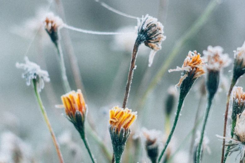 Er komen frisse nachten aan... ZO bescherm je je plantjes tegen nachtvorst!
