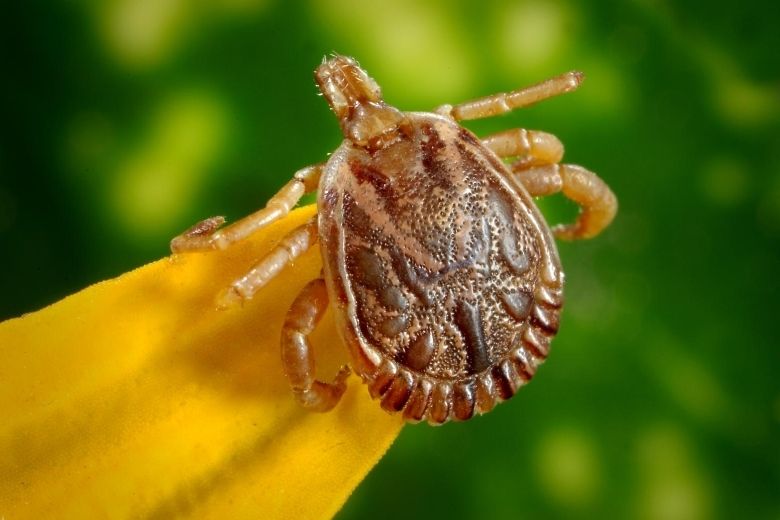 Onderzoekers waarschuwen! Teken dragen nieuw virus over: dodelijker en erger dan de ziekte van Lyme!