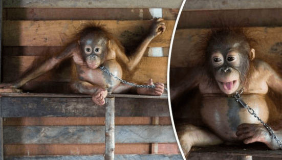 Deze schattige baby orang oetan lag 6 maanden vastgeketend met ketens om haar nekje...