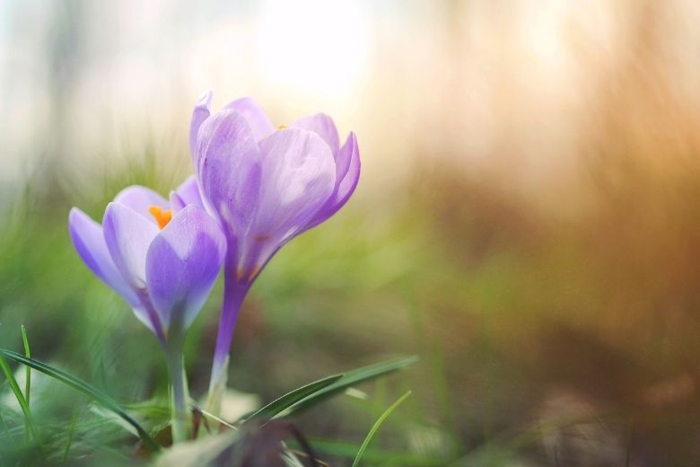 Lente op komst: dit weekend mogelijk 20 graden