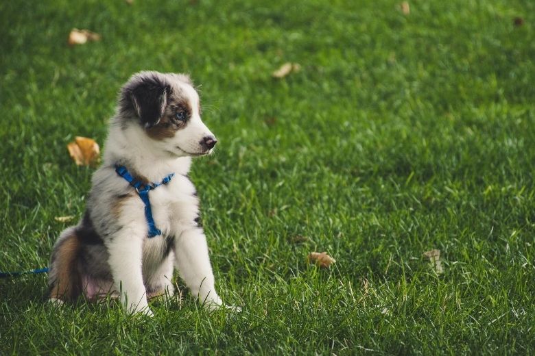 Zit je erover na te denken een hond te nemen? Dít kost het ongeveer!