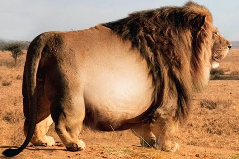 Deze leeuw werd in het wild gezien - dierenarts is geschokt als hij beseft waarom hij zo groot is