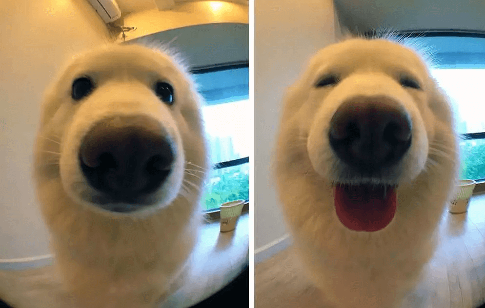 TE schattig dit... Deze foto's zijn gemaakt vóór en nadat baasjes hun hond 'braaf' noemden!