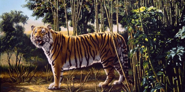 Kan jij de 'hidden tiger' op deze afbeelding vinden?
