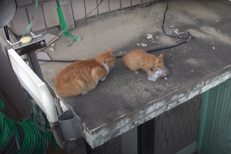 Deze dakloze kat neemt alleen eten uit een zakje aan en de reden is ontroerend 