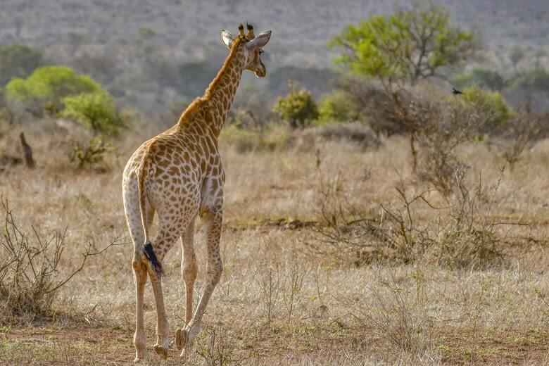 Woedende reacties nadat Amerikaanse met neergeschoten giraffe poseert