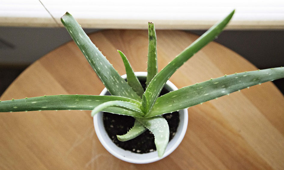 7 dingen die je met een aloë vera-plant kunt doen
