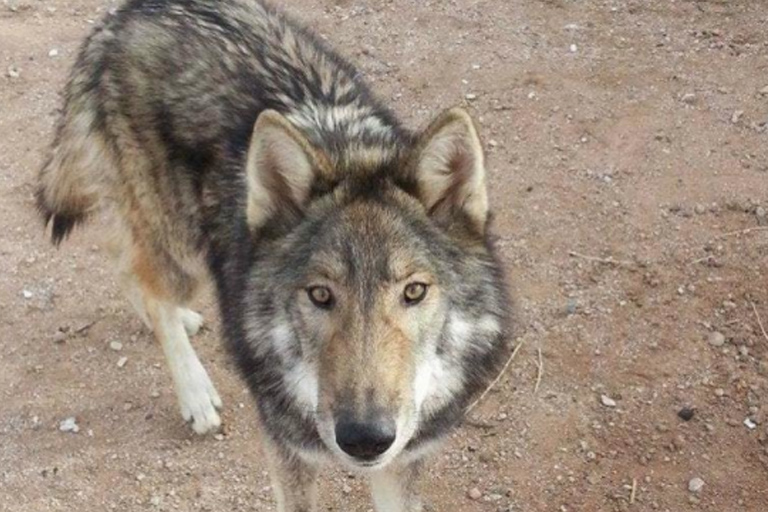 Man neemt schattige "puppy" mee naar huis, dit blijkt een gevaarlijke vergissing