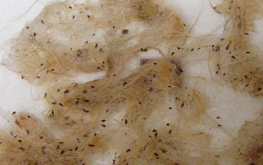 Heeft je huisdier vlooien? Geen nood, met DEZE natuurlijke tips ben je er zo vanaf!