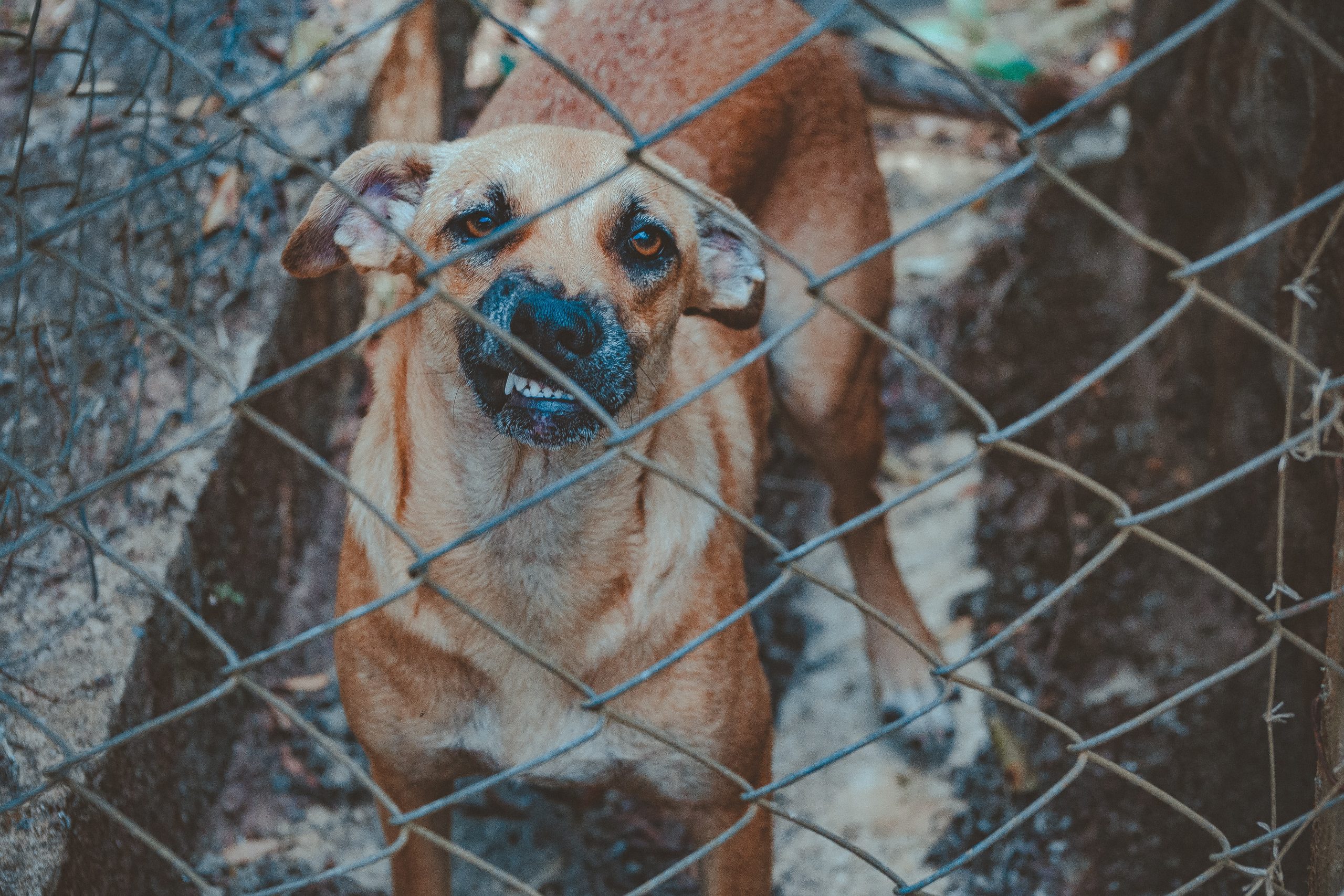 Heftig: arrestatie agressieve man leidt tot getaserde hond