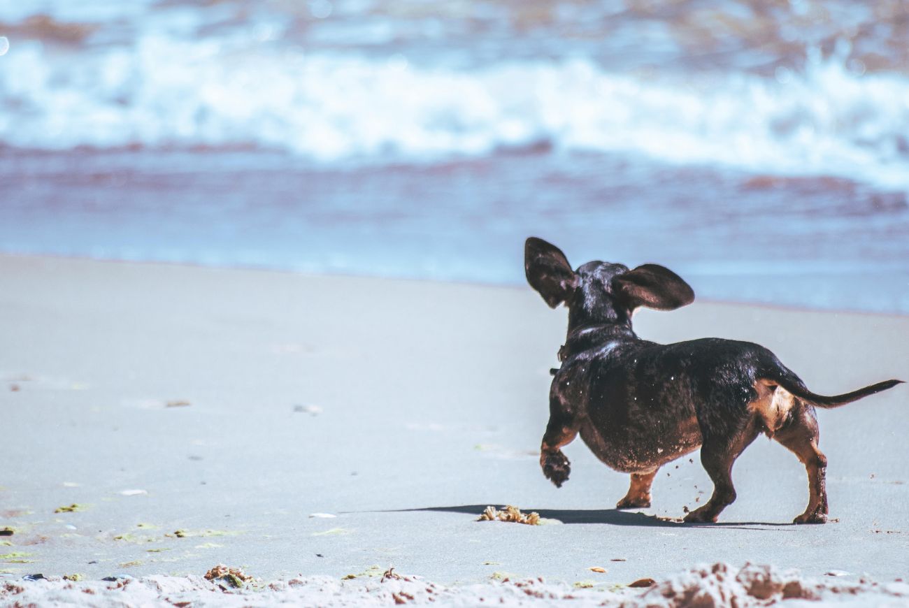 Dagje naar het strand? Houd je hond en kinderen weg bij het zeeschuim
