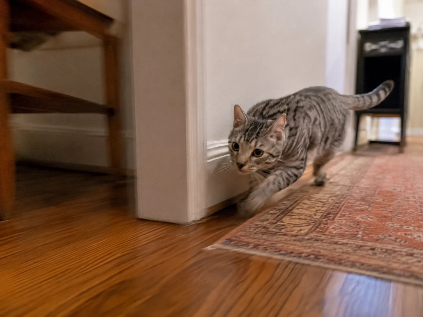 Dat je kat je met zijn kop stoot, is geen toeval — maar je begrijpt de betekenis ervan pas als je deze andere vreemde gedragingen van katten hebt leren kennen