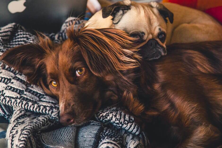 Hilarsich: dit zegt het sterrenbeeld van je hond over z'n karakter