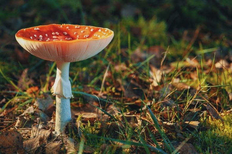 September: dit kun je deze maand doen in de tuin