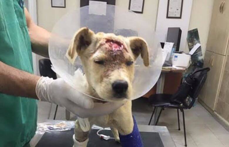 Vreselijk! Dit arme hondje is meerdere malen in z'n kop geschoten, maar wat er dan gebeurt...