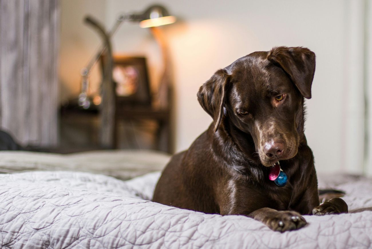 Met je huisdier in bed slapen: gezellig of ongezond?
