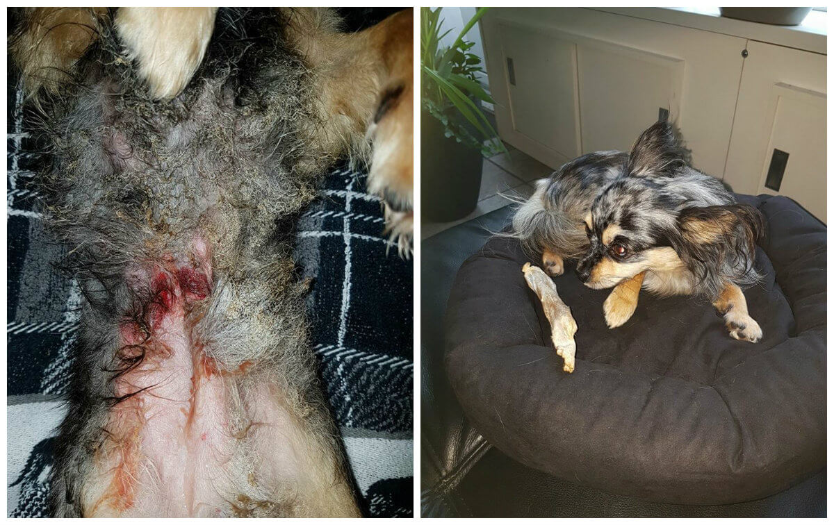 OPROEP: deze vrouw zoekt de 'idioot' die dit bij haar hondje heeft gedaan! Help met zoeken en deel svp!
