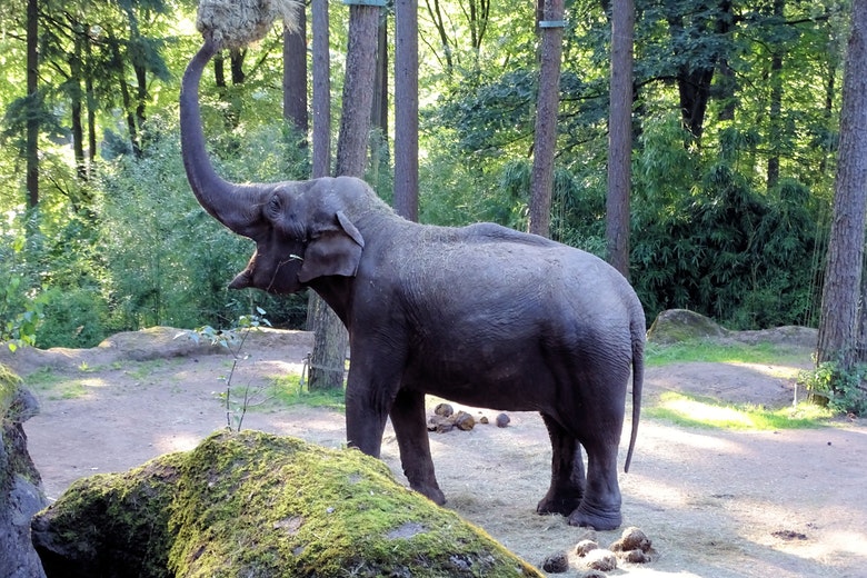 Dat is schrikken: staat er ineens een olifant in je tuin in Ommen