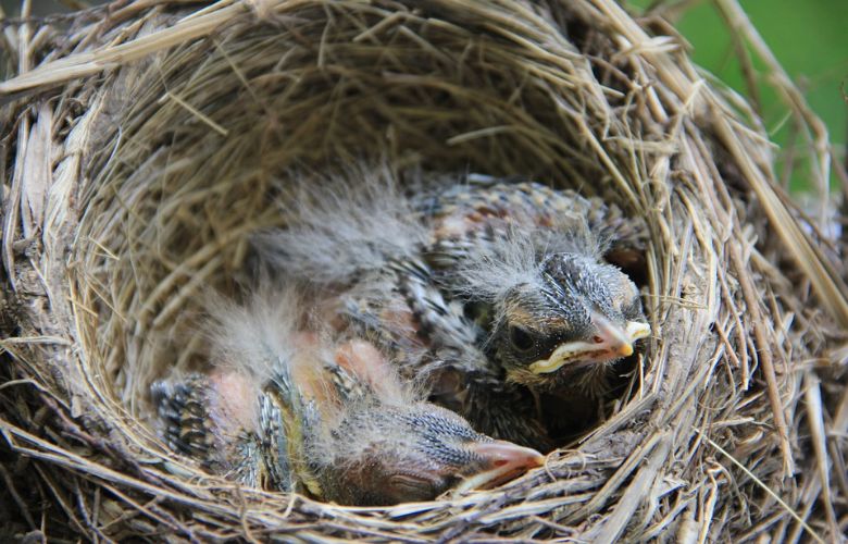 Vogelbond roept op: zorg voor extra water buiten voor pasgeboren vogeltjes
