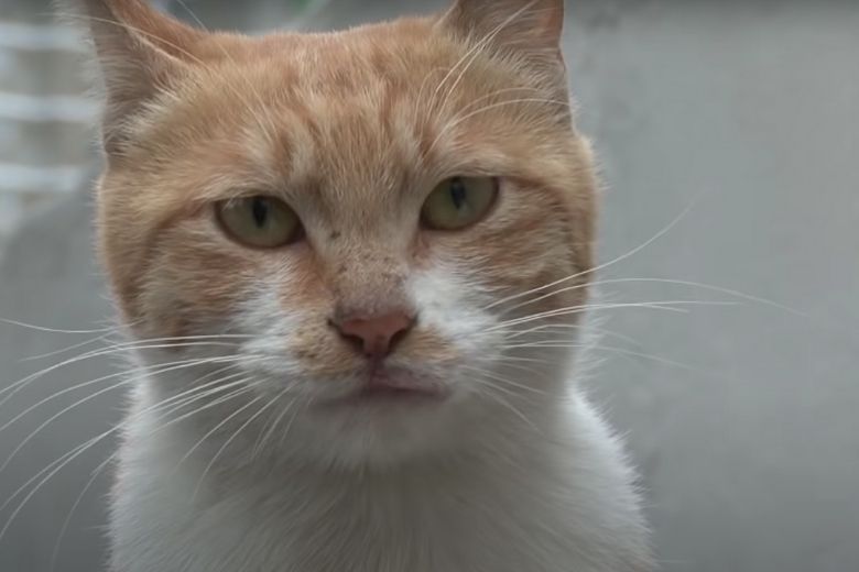 Deze dakloze kat neemt alleen eten uit een zakje aan en de reden is ontroerend 