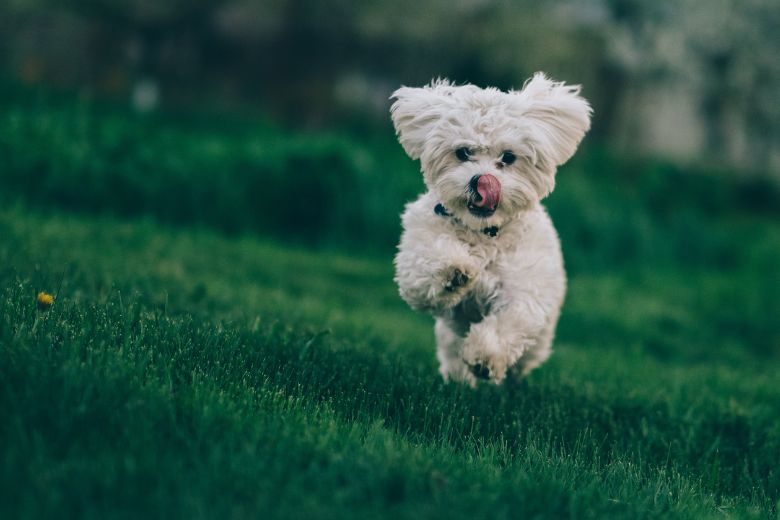 Oppassen geblazen: grasaren kunnen gevaarlijk zijn voor je hond