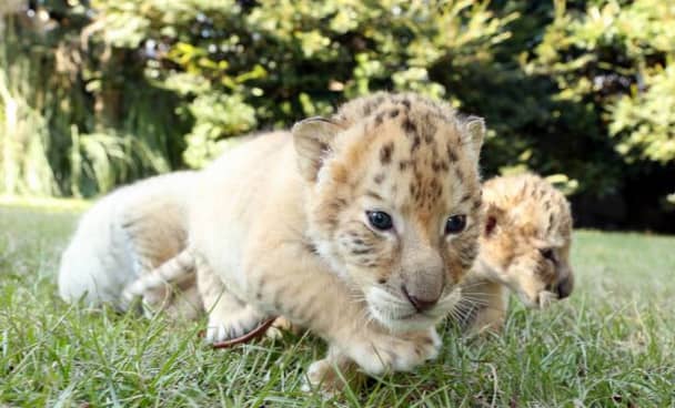 FOTO`S: Witte leeuw en witte tijger krijgen kinderen. Dit zijn echt schatjes!!
