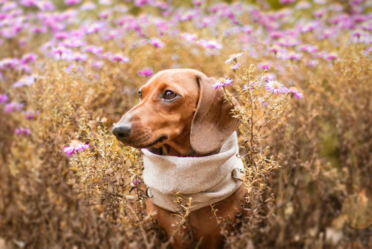 Deze bloemen zijn giftig voor huisdieren