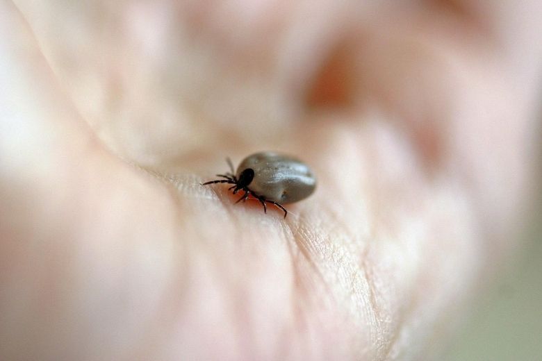 Proefpersonen gezocht voor nieuw vaccin tegen ziekte van Lyme